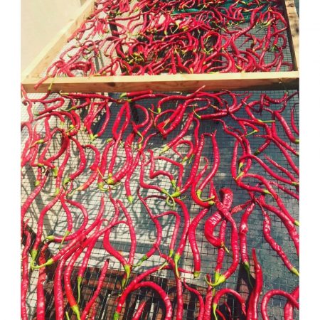 No 35 Urla Kırmızı Kuru Biber (Hot Dried Red Pepper)